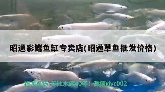 昭通彩鰈魚缸專賣店(昭通草魚批發(fā)價格) 彩鰈魚缸（彩蝶魚缸）