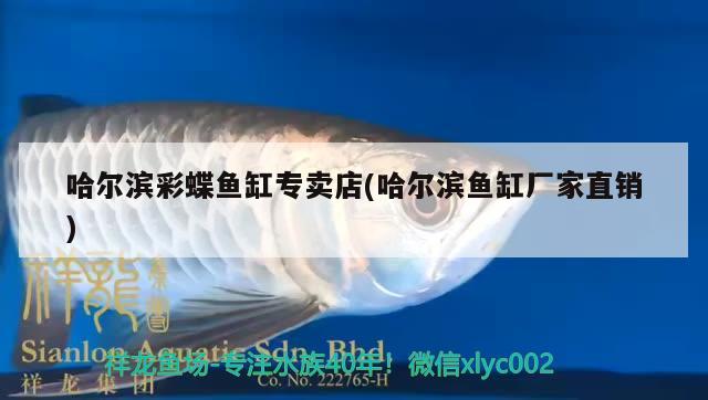 哈爾濱彩蝶魚缸專賣店(哈爾濱魚缸廠家直銷)