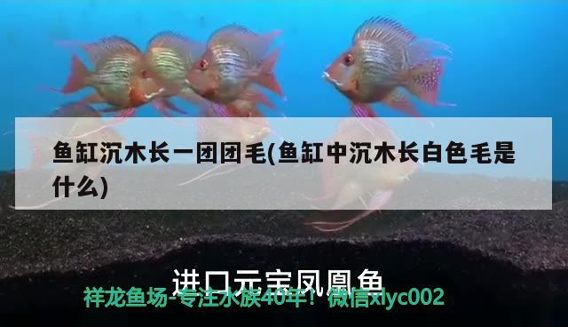 魚缸沉木長一團團毛(魚缸中沉木長白色毛是什么)