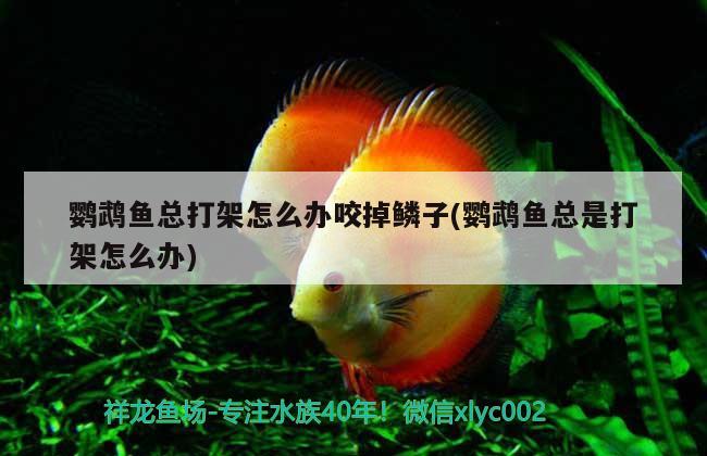 鸚鵡魚總打架怎么辦咬掉鱗子(鸚鵡魚總是打架怎么辦)