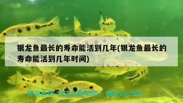 銀龍魚最長(zhǎng)的壽命能活到幾年(銀龍魚最長(zhǎng)的壽命能活到幾年時(shí)間) 銀龍魚百科