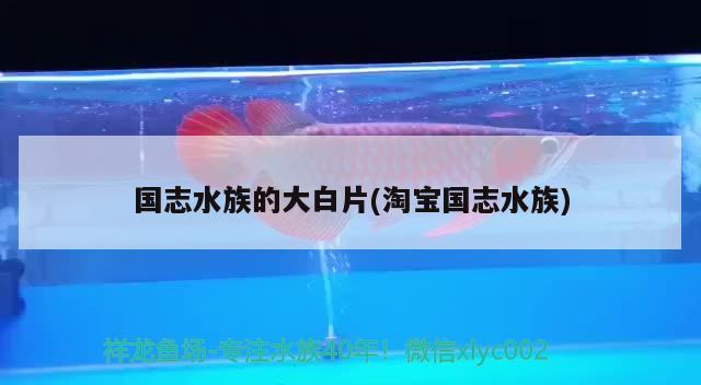 國志水族的大白片(淘寶國志水族) 2024第28屆中國國際寵物水族展覽會CIPS（長城寵物展2024 CIPS）