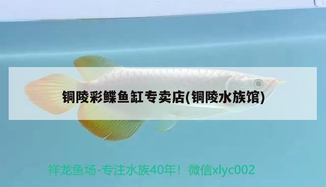 銅陵彩鰈魚缸專賣店(銅陵水族館) 彩鰈魚缸（彩蝶魚缸）