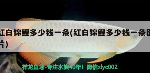 紅白錦鯉多少錢一條(紅白錦鯉多少錢一條圖片) 紅白錦鯉魚