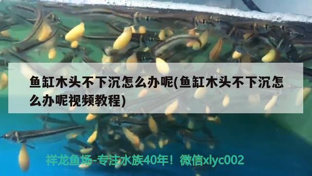 魚缸木頭不下沉怎么辦呢(魚缸木頭不下沉怎么辦呢視頻教程) 綠皮皇冠豹魚