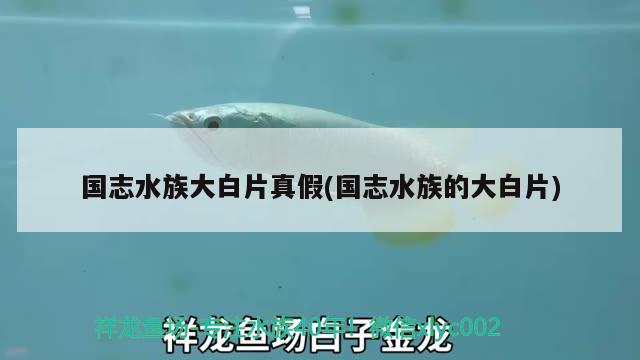 國(guó)志水族大白片真假(國(guó)志水族的大白片) 2024第28屆中國(guó)國(guó)際寵物水族展覽會(huì)CIPS（長(zhǎng)城寵物展2024 CIPS）