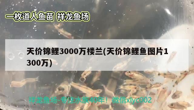 天價錦鯉3000萬樓蘭(天價錦鯉魚圖片1300萬) 觀賞魚