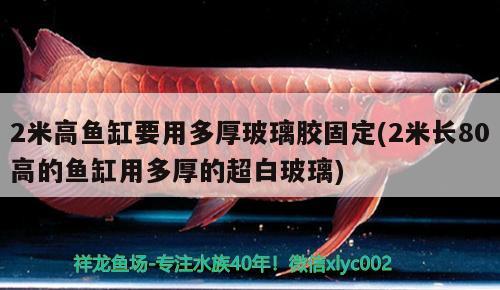 2米高魚(yú)缸要用多厚玻璃膠固定(2米長(zhǎng)80高的魚(yú)缸用多厚的超白玻璃) 泰國(guó)虎魚(yú)（泰虎） 第1張