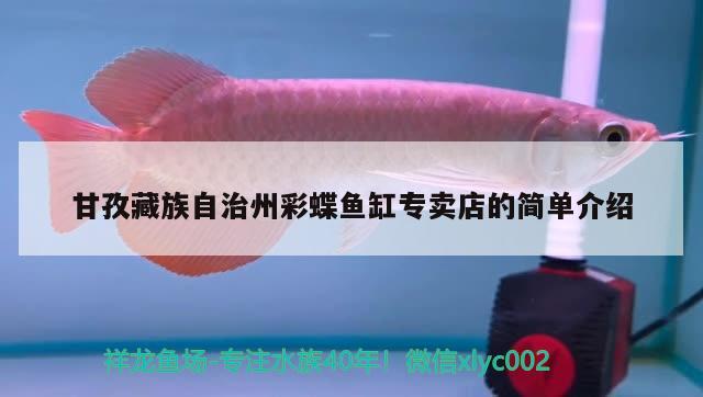 甘孜藏族自治州彩蝶魚缸專賣店的簡單介紹 彩鰈魚缸（彩蝶魚缸）