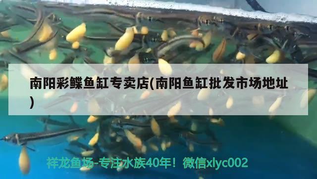 南陽彩鰈魚缸專賣店(南陽魚缸批發(fā)市場地址)