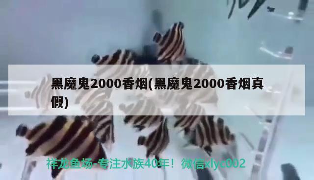 黑魔鬼2000香煙(黑魔鬼2000香煙真假) 觀賞魚