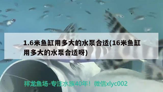 1.6米魚(yú)缸用多大的水泵合適(16米魚(yú)缸用多大的水泵合適呀)