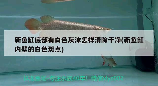 新魚缸底部有白色灰沫怎樣清除干凈(新魚缸內(nèi)壁的白色斑點)