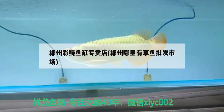 郴州彩鰈魚缸專賣店(郴州哪里有草魚批發(fā)市場(chǎng))