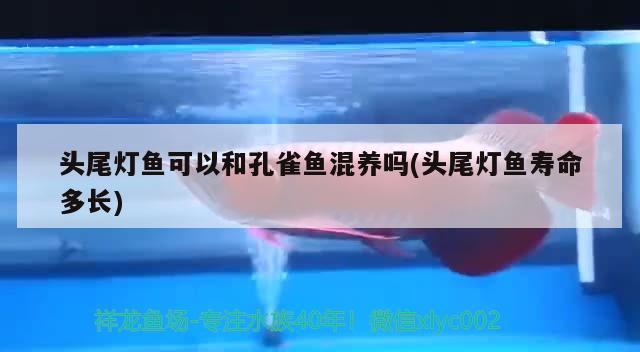 頭尾燈魚可以和孔雀魚混養(yǎng)嗎(頭尾燈魚壽命多長)