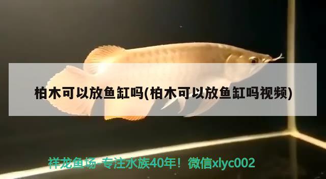 柏木可以放魚缸嗎(柏木可以放魚缸嗎視頻)