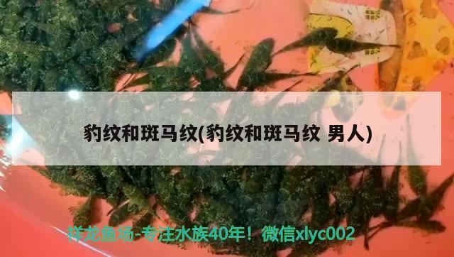 豹紋和斑馬紋(豹紋和斑馬紋男人) 觀賞魚