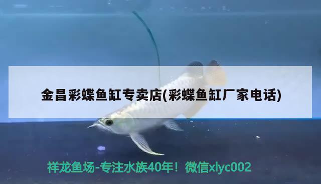 金昌彩蝶魚缸專賣店(彩蝶魚缸廠家電話)