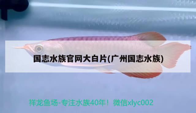 國志水族官網(wǎng)大白片(廣州國志水族) 2024第28屆中國國際寵物水族展覽會(huì)CIPS（長城寵物展2024 CIPS）