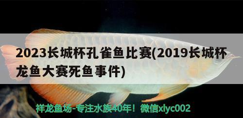 2023長城杯孔雀魚比賽(2019長城杯龍魚大賽死魚事件)