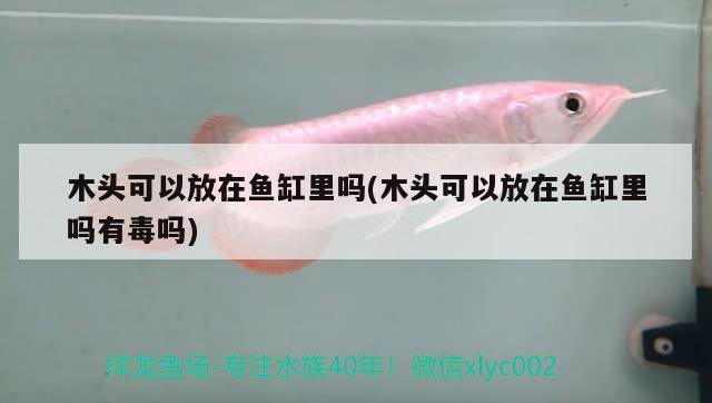 木頭可以放在魚缸里嗎(木頭可以放在魚缸里嗎有毒嗎) 虎斑恐龍魚