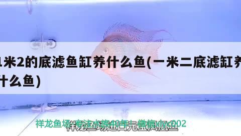 1米2的底濾魚缸養(yǎng)什么魚(一米二底濾缸養(yǎng)什么魚) 九鼎魚缸