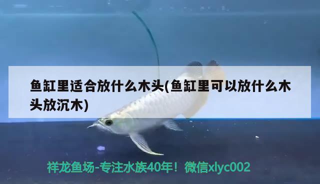 魚缸里適合放什么木頭(魚缸里可以放什么木頭放沉木) 月光鴨嘴魚苗