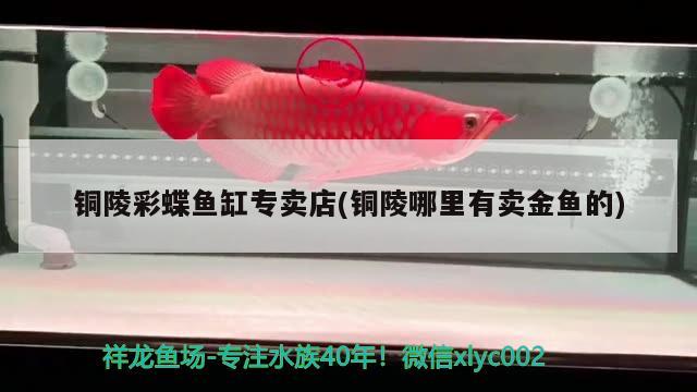 銅陵彩蝶魚缸專賣店(銅陵哪里有賣金魚的) 彩鰈魚缸（彩蝶魚缸）