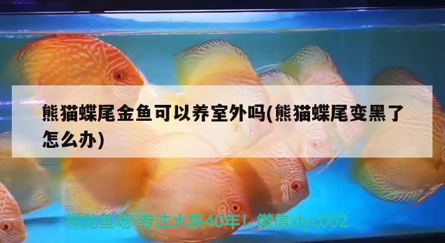 熊貓蝶尾金魚可以養(yǎng)室外嗎(熊貓蝶尾變黑了怎么辦)