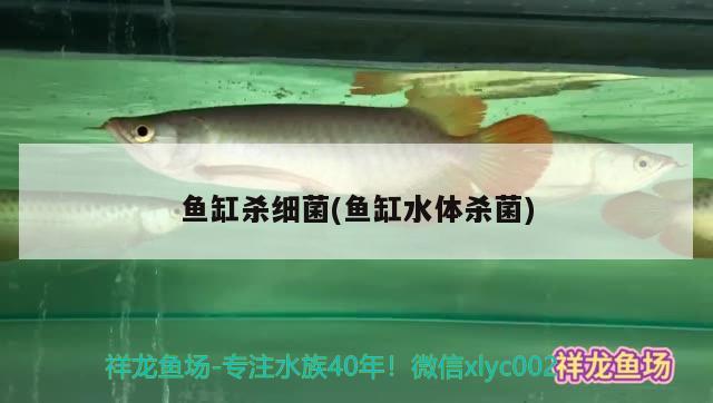 魚缸殺細菌(魚缸水體殺菌)