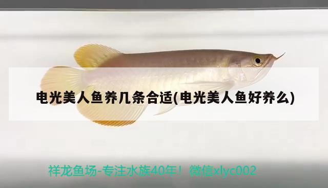 電光美人魚養(yǎng)幾條合適(電光美人魚好養(yǎng)么) 觀賞魚