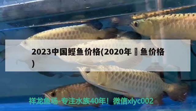 2023中國(guó)鰹魚(yú)價(jià)格(2020年鳡魚(yú)價(jià)格)