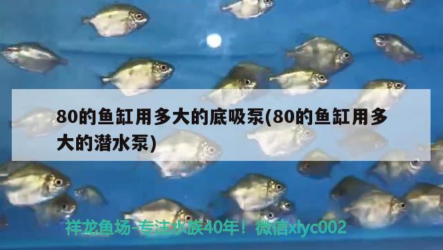 80的魚缸用多大的底吸泵(80的魚缸用多大的潛水泵) 羅漢魚批發(fā)