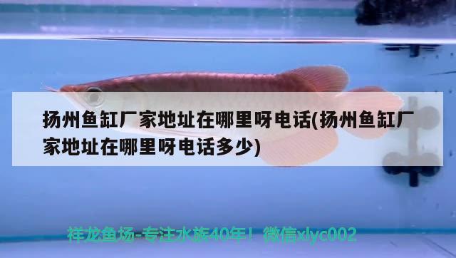 揚(yáng)州魚(yú)缸廠家地址在哪里呀電話(揚(yáng)州魚(yú)缸廠家地址在哪里呀電話多少)