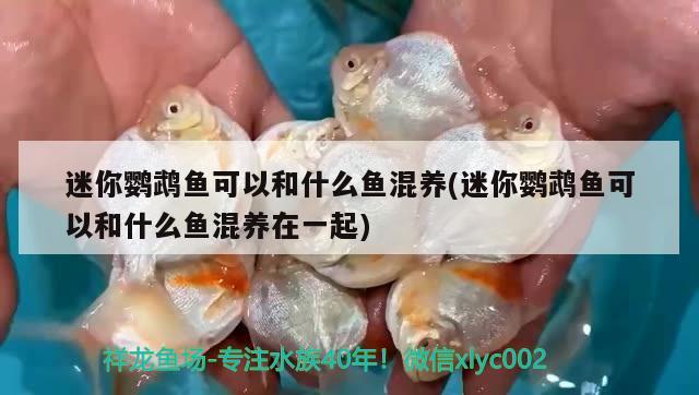 迷你鸚鵡魚可以和什么魚混養(yǎng)(迷你鸚鵡魚可以和什么魚混養(yǎng)在一起) 鸚鵡魚