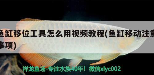 魚缸移位工具怎么用視頻教程(魚缸移動注意事項) 廣州水族器材濾材批發(fā)市場