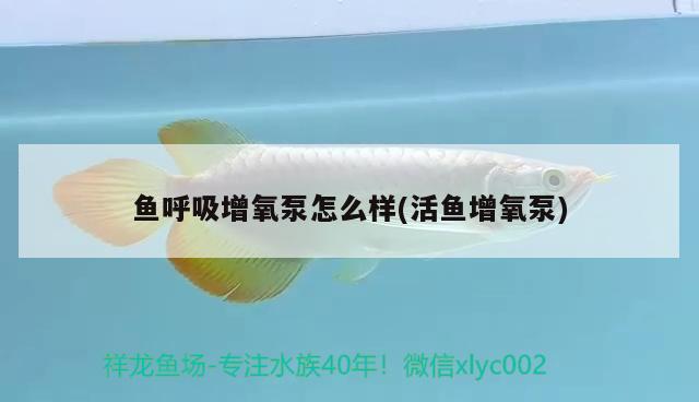 魚(yú)呼吸增氧泵怎么樣(活魚(yú)增氧泵)