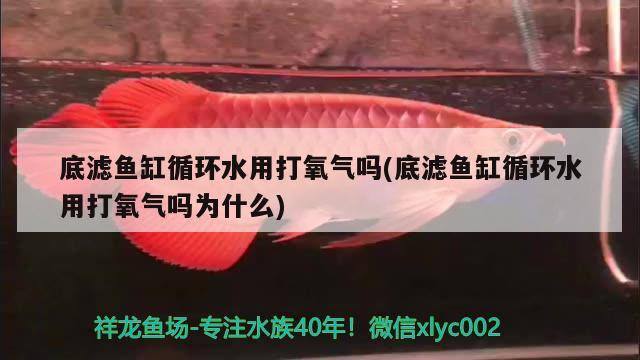 底濾魚缸循環(huán)水用打氧氣嗎(底濾魚缸循環(huán)水用打氧氣嗎為什么)