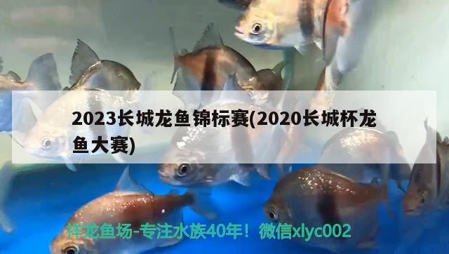 2023長城龍魚錦標(biāo)賽(2020長城杯龍魚大賽)