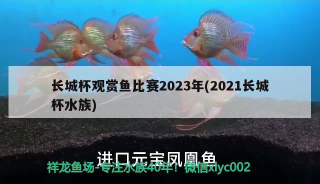 長城杯觀賞魚比賽2023年(2021長城杯水族)