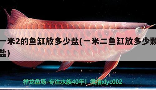 一米2的魚缸放多少鹽(一米二魚缸放多少顆鹽) 圖騰金龍魚