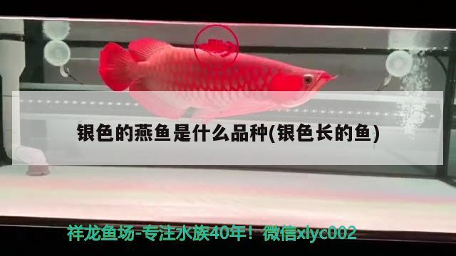 銀色的燕魚是什么品種(銀色長的魚) 觀賞魚