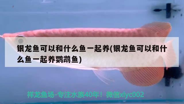 銀龍魚(yú)可以和什么魚(yú)一起養(yǎng)(銀龍魚(yú)可以和什么魚(yú)一起養(yǎng)鸚鵡魚(yú))