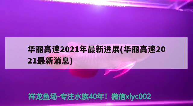 華麗高速2021年最新進展(華麗高速2021最新消息) 觀賞魚