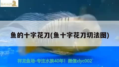 魚的十字花刀(魚十字花刀切法圖) 觀賞魚