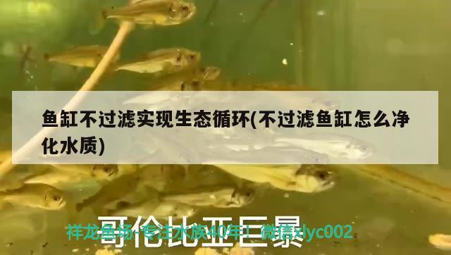 魚缸不過濾實(shí)現(xiàn)生態(tài)循環(huán)(不過濾魚缸怎么凈化水質(zhì))