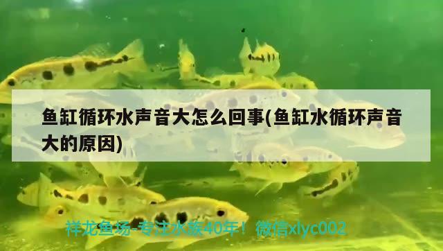 魚缸循環(huán)水聲音大怎么回事(魚缸水循環(huán)聲音大的原因)