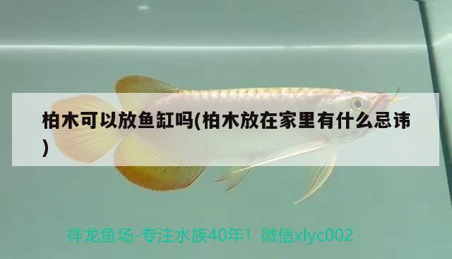 柏木可以放魚(yú)缸嗎(柏木放在家里有什么忌諱) 黃金河虎魚(yú)