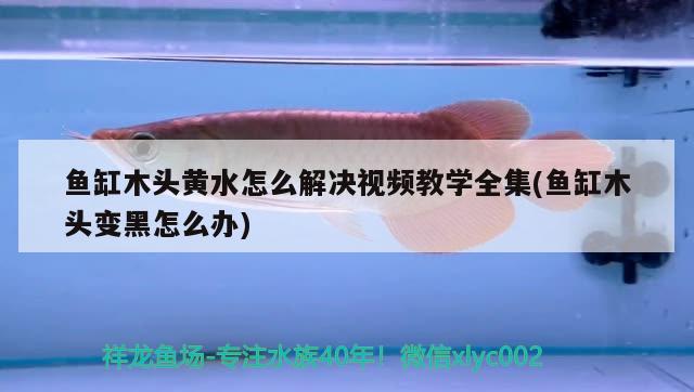 魚缸木頭黃水怎么解決視頻教學全集(魚缸木頭變黑怎么辦)