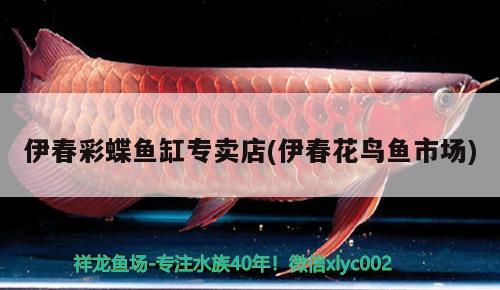 伊春彩蝶魚缸專賣店(伊春花鳥魚市場) 彩鰈魚缸（彩蝶魚缸）